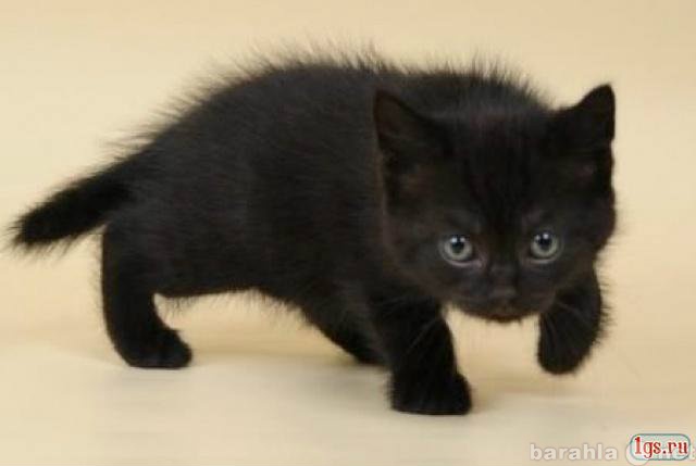 Отдам даром: Чёрный котёнок