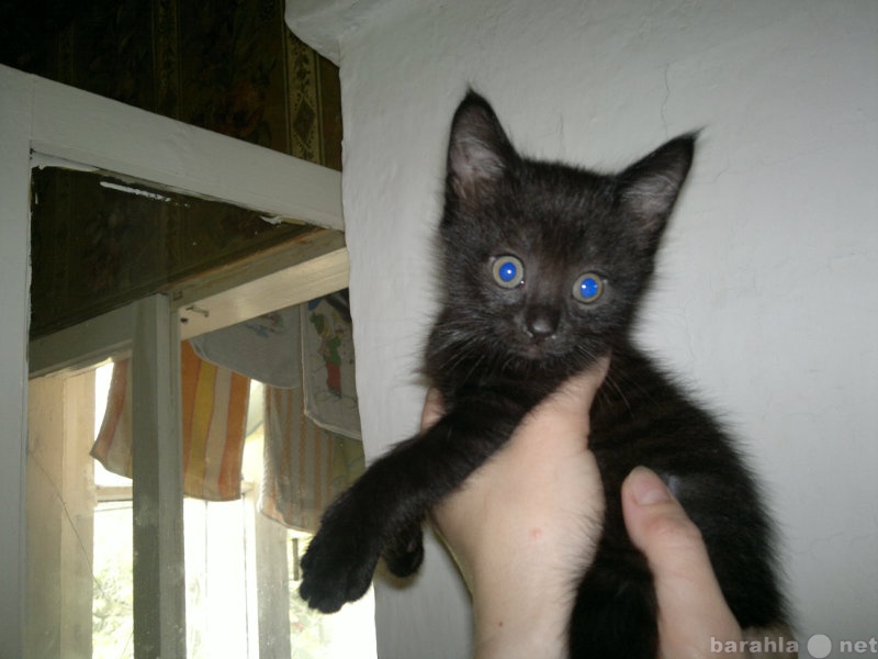Отдам даром: Черные котята, 1 месяц