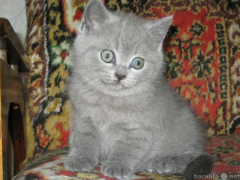 Продам: Британские котята от 15 тыс руб