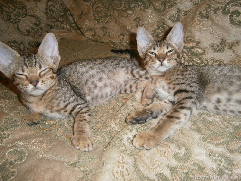 Продам: Котята от породистых родителей оцикетов