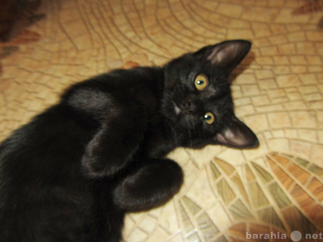 Отдам даром: Черный котенок-девочка в дар! 2 мес.
