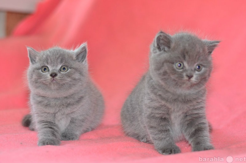 Продам: Чистокровные голубые британские котятки!