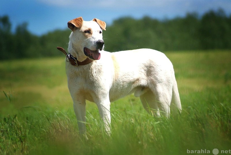 Отдам даром: Красивый умный пес Белый в дар
