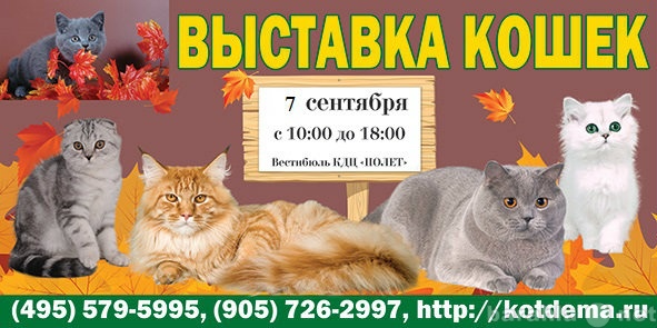 Продам: Выставка кошек