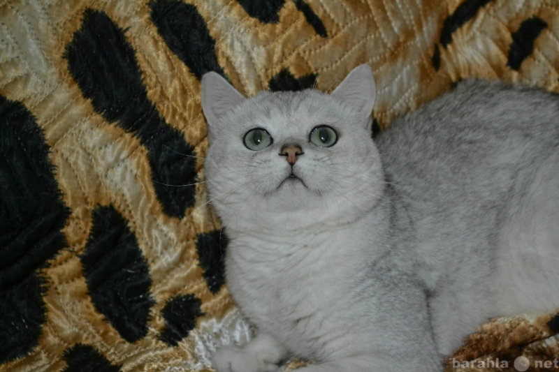 Продам: Шикарный котик британской шиншиллы