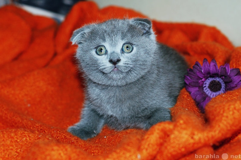 Продам: Вислоухий голубой котик