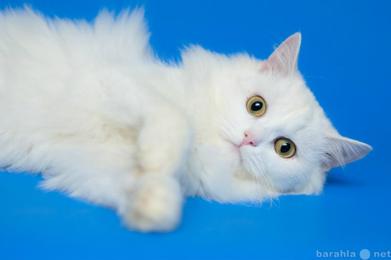 Продам: Белоснежного кота Батиста