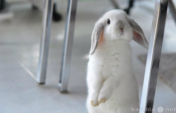 Продам: Кролик