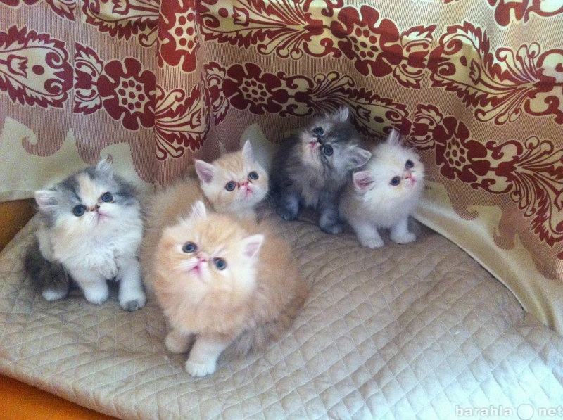 Продам: Котята персы-экзотики