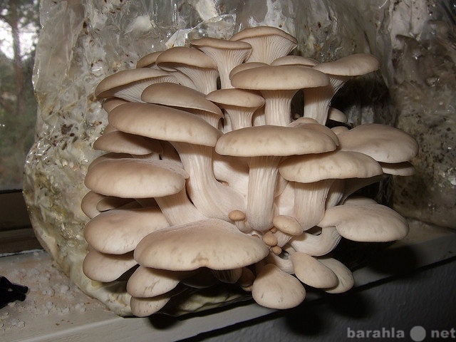 Продам: Легкий урожай грибов в квартире!