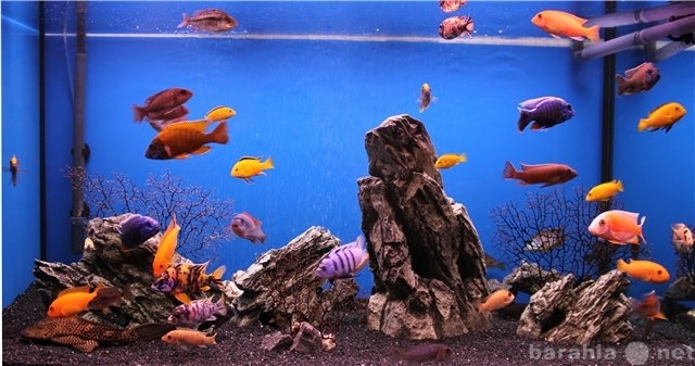 Продам: Аквариумные рыбки в аквариуме