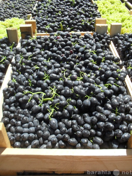 Продам: виноград Аттика (бескосточковый)