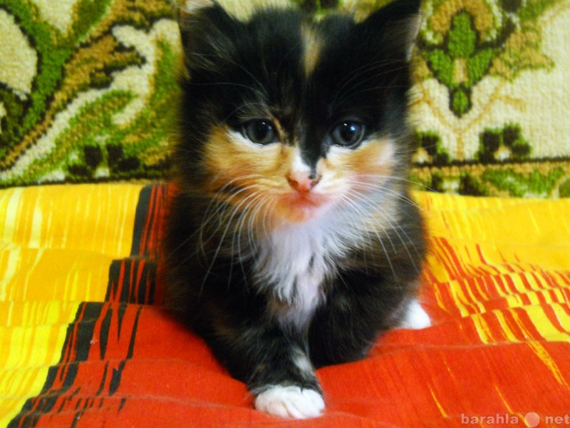 Отдам даром: Самые обаятельные котята Томска
