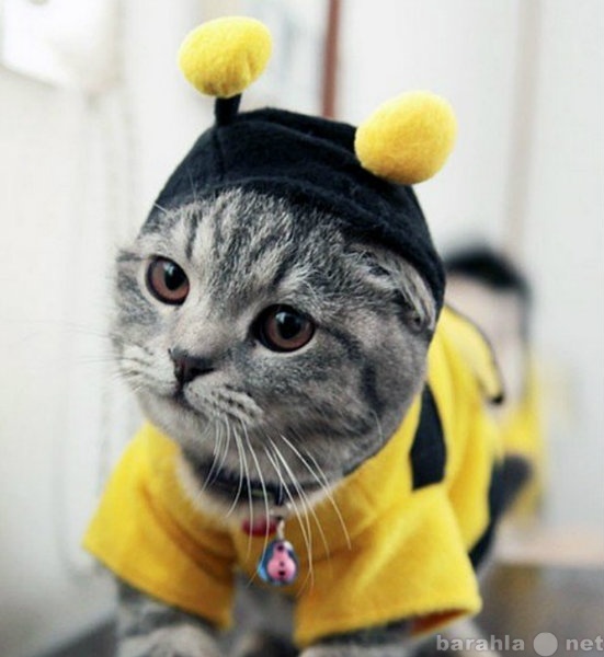 Продам: Необычный костюм Пчелка для кошки/собаки