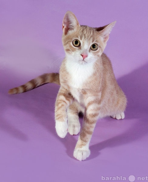Отдам даром: Нежно персиковый котенок