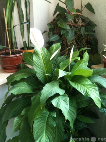 Продам: Домашние растения для красивого интерьер