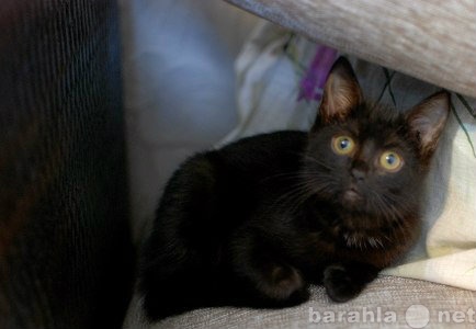 Отдам даром: Абсолютно черный шелковистый котенок