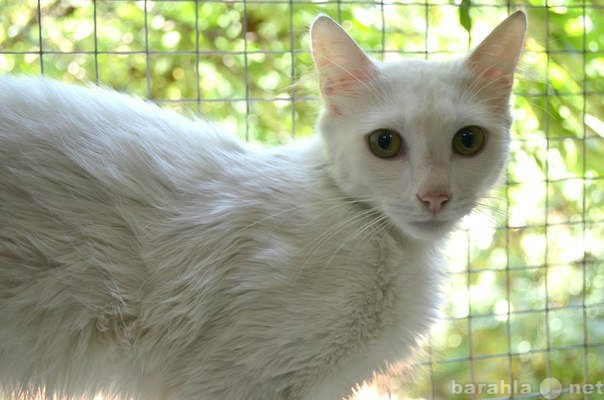 Отдам даром: Абсент - белоснежный котище в добрые рук