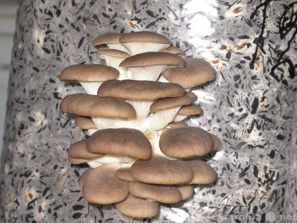 Продам: Урожайные грибные грядки дома и на даче!