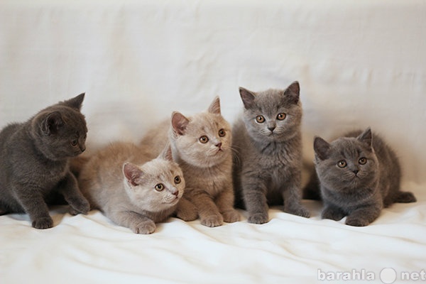 Продам: Британские короткошерстные котята.