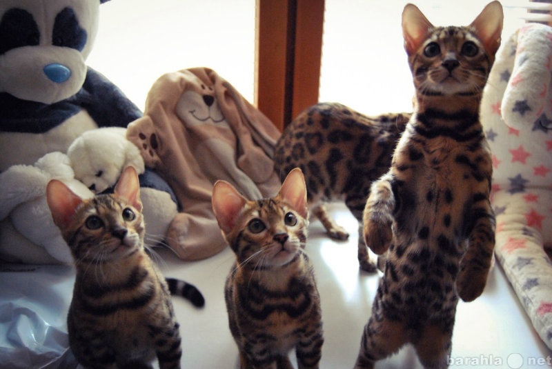 Продам: Бенгальские котята Pet/Breed Class