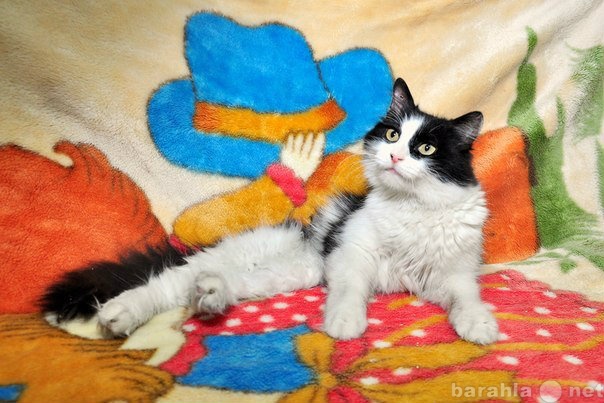 Отдам даром: Адель - пластилиновая кошка в добрые рук