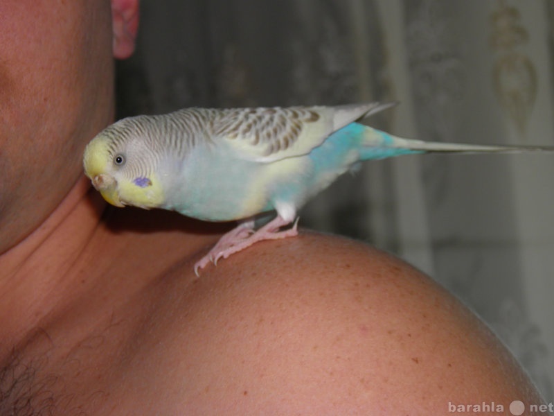 Продам: волнистых попугаев с клеткой