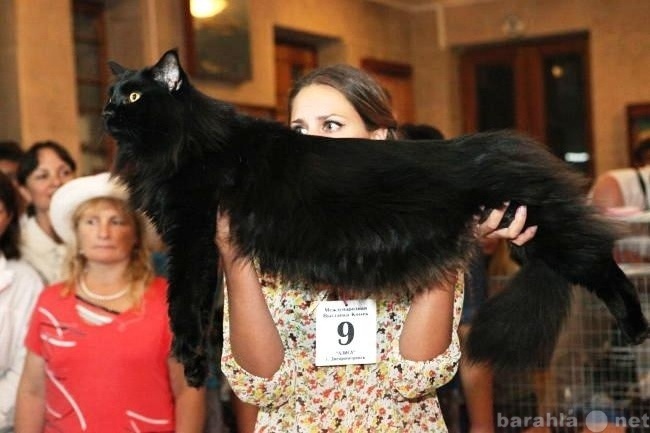 Продам: котята Мейн-Кунов
