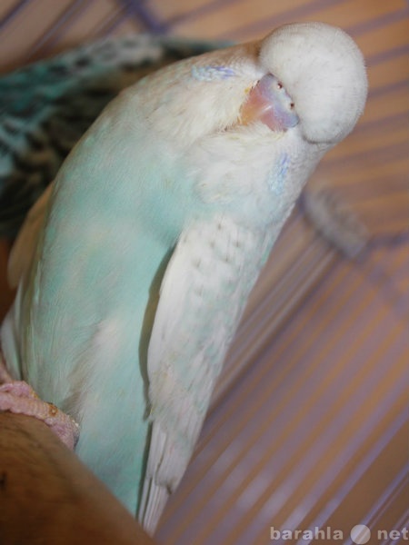 Продам: Выставочный волнистый попугай(ЧЕХ)