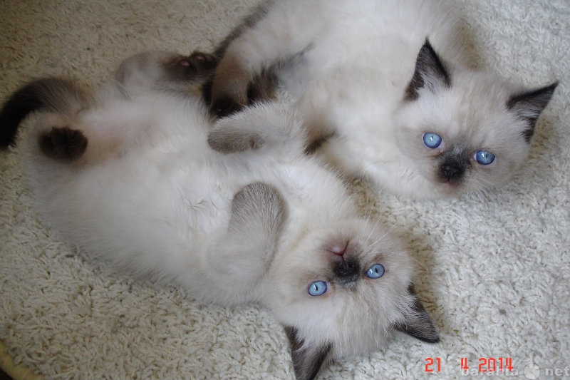 Продам: персидские плюшевые котятки