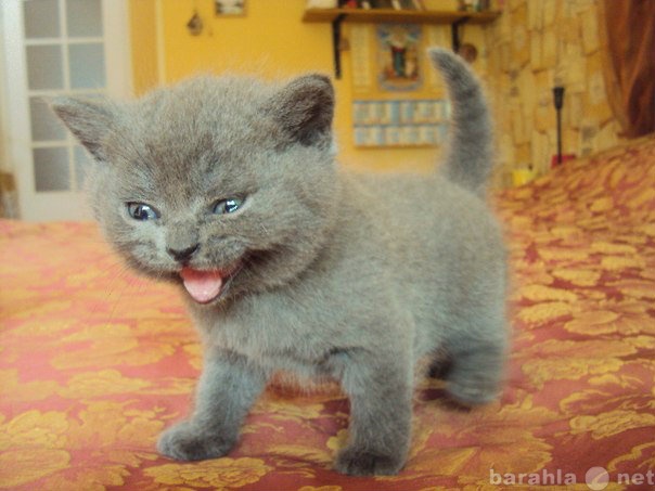 Продам: Очаровательные котята шотландские страйт