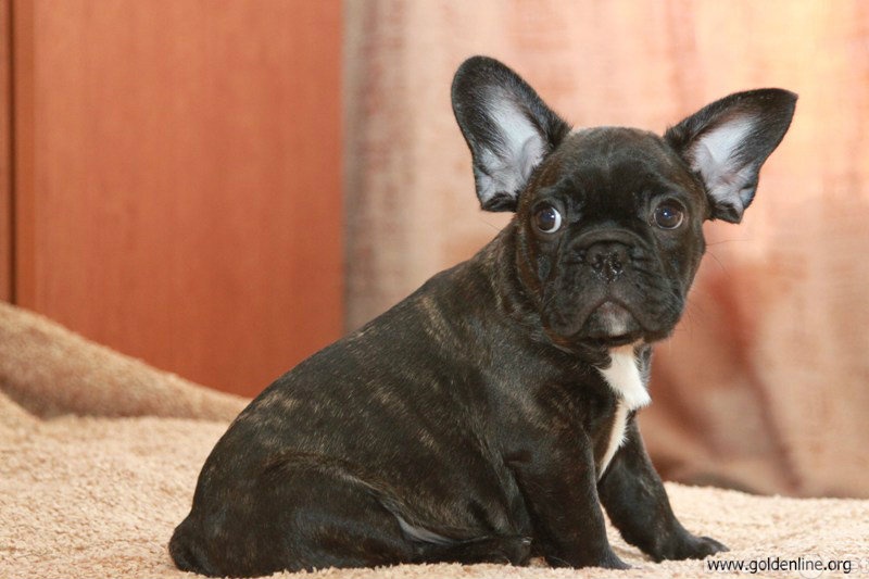 Продам: Французского бульдога щенок