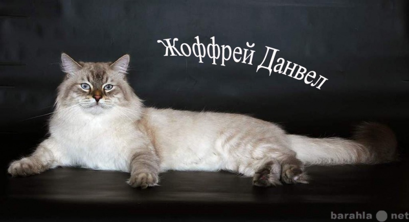 Продам: Невские маскарадные котята в Иркутске от