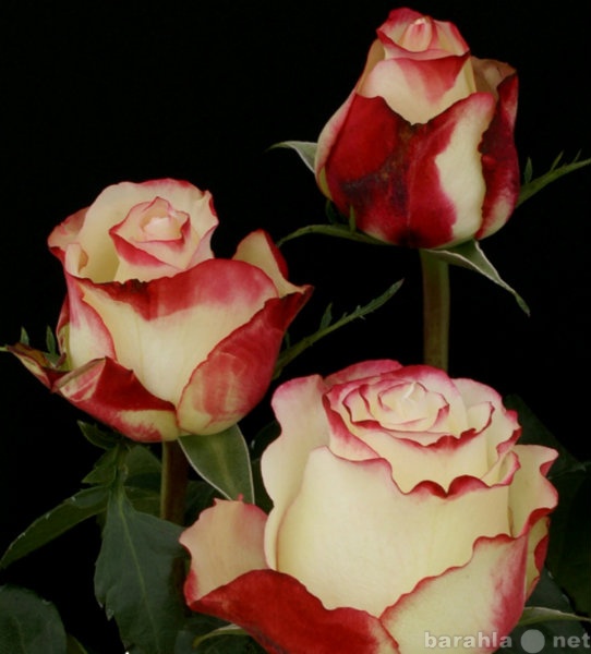 Продам: Розы цветы оптом,свежесрезанные розы