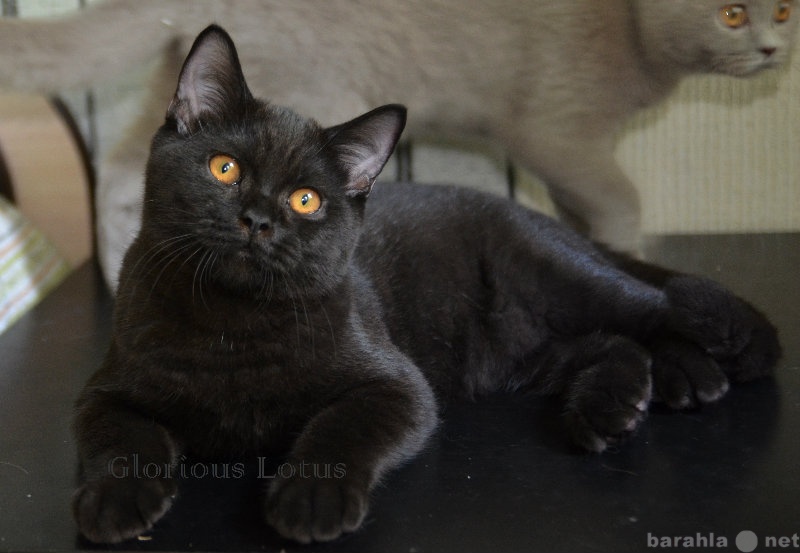 Продам: Ласковый добрый чёрный котик-медведонок