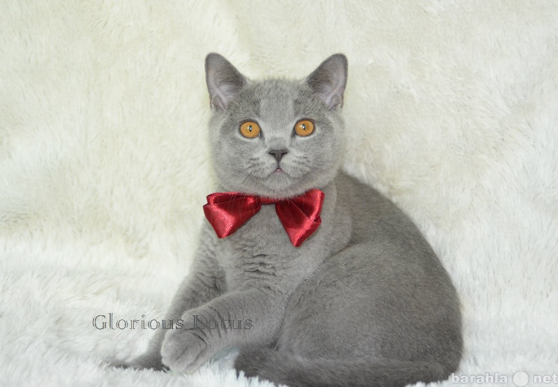 Продам: Голубой залюбленный котик, ген. тиккиров