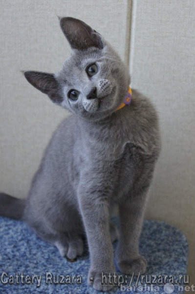 Продам: Роскошные русские голубые котята