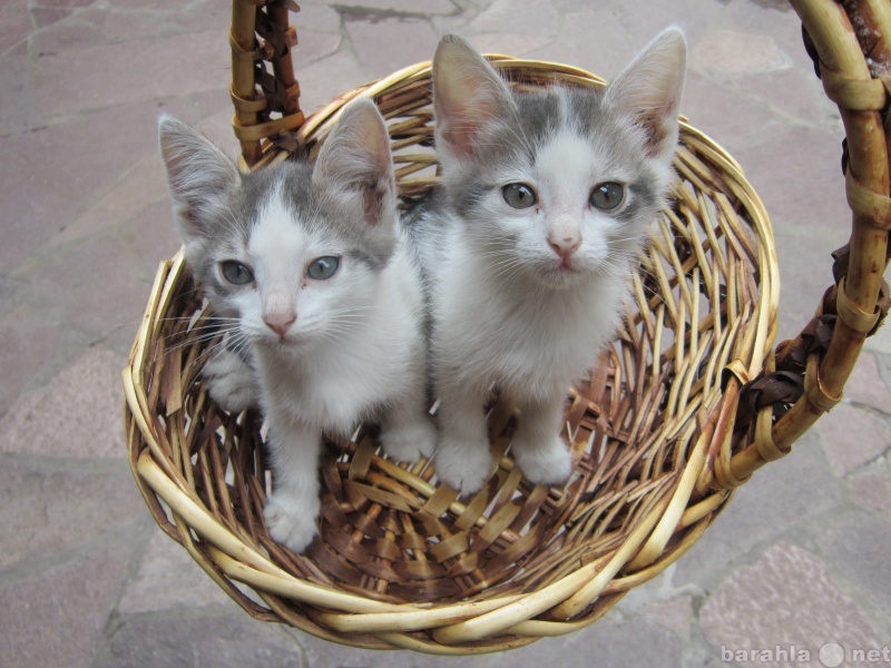 Отдам даром: двух котят