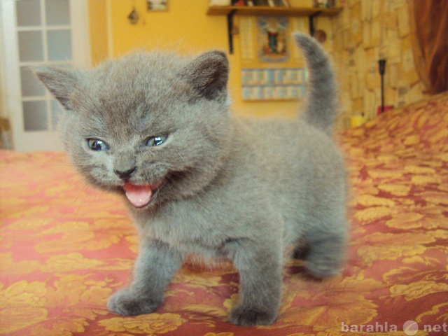 Продам: очаровательные котята шотландские страйт