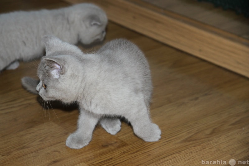Продам: Британские голубые  котята