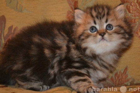 Продам: Британские котята из Челябинска