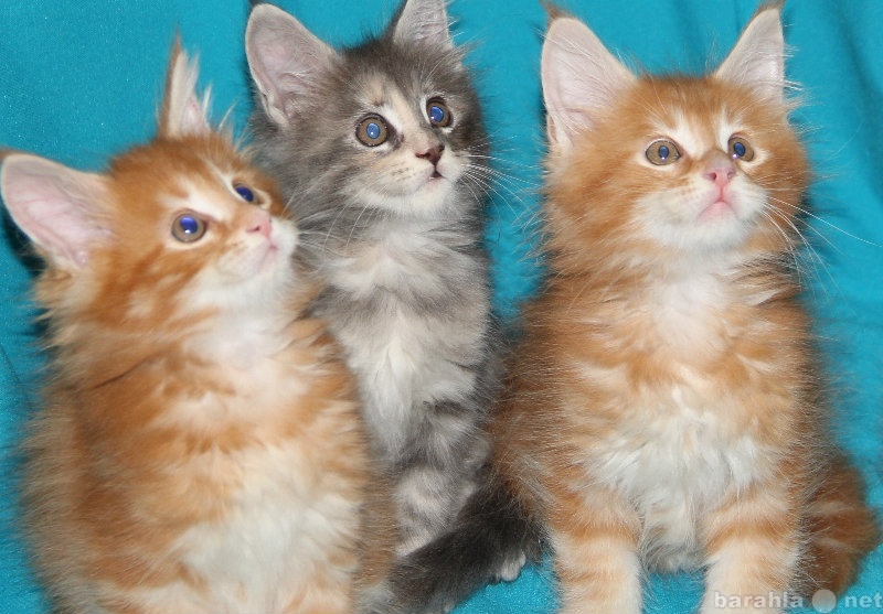 Продам: Продаются 4 котенка породы Мейн-Кун