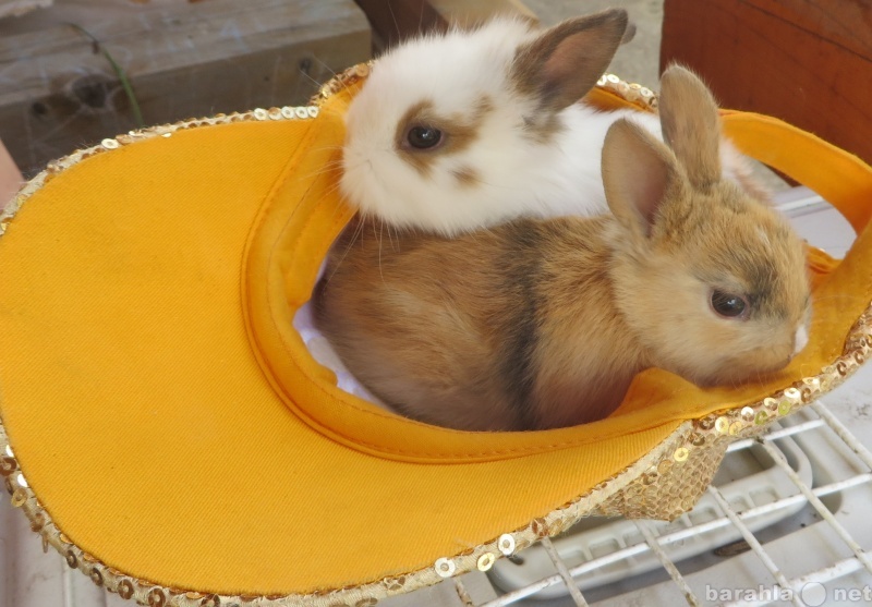 Продам: Кролики декоративные
