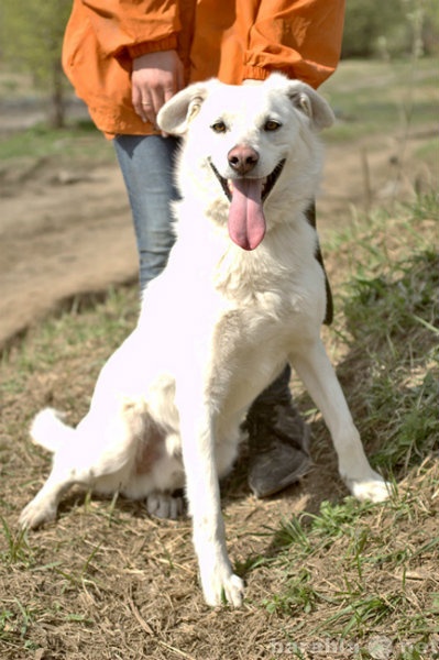 Отдам даром: Душевный пес Белый для дома и семьи