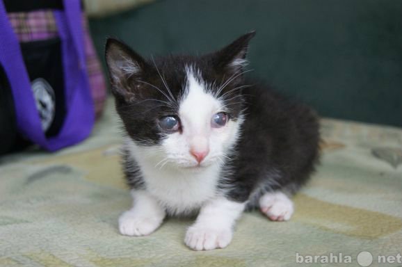 Отдам даром: Ласковый котенок после операции на глазк