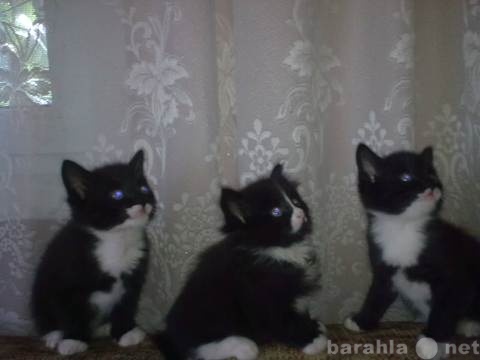 Отдам даром: Котята, 1,5 месяца, черные с белыми пятн