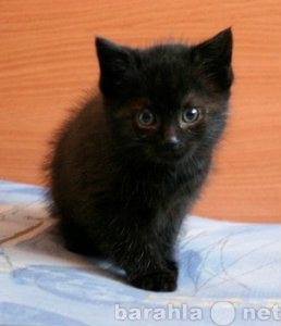 Отдам даром: Котята черного окраса