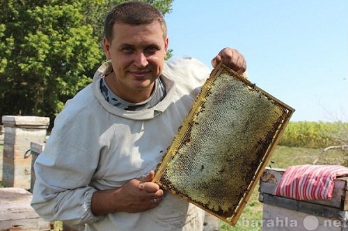 Продам: Продам оптом мёд 2014 года