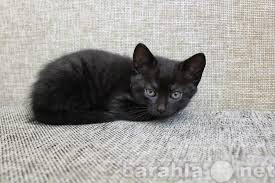 Отдам даром: Черный,полосатый котенок