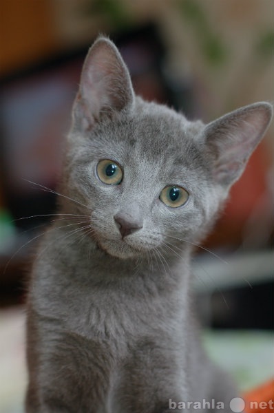 Продам: Русский голубой котенок девочка